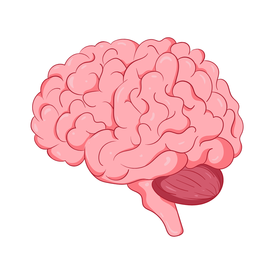 Brain
