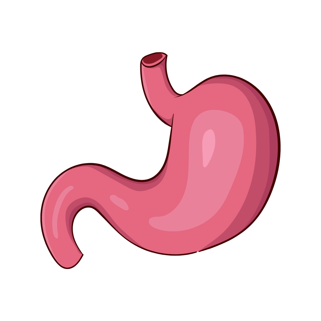 Digestive